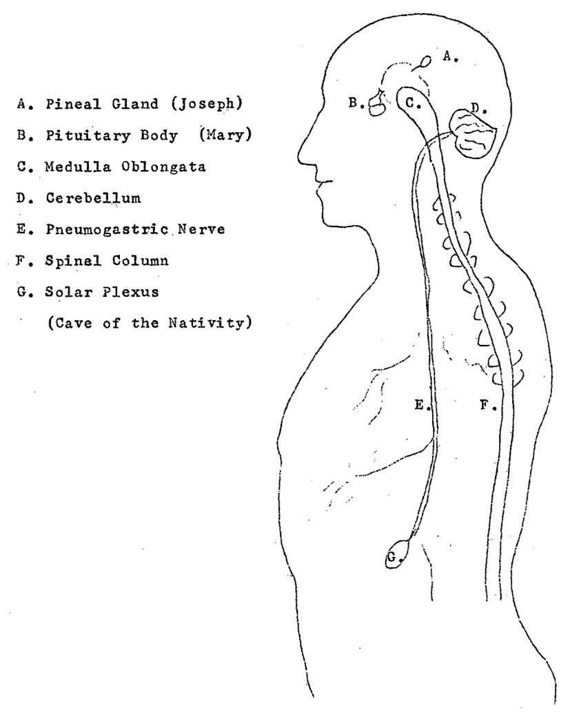 A. Pineal Gland (Joseph); B. Pituitary Body (Mary); C. Medulla Oblongata; D. Cerebellum; E. Pneumogastric Nerve; F. Spinal Column; G. Solar Plexus (Cave of the Nativity).