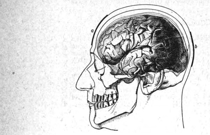 Position (a and b) of electrodes on the skull used by Berger during his first measurement of electro-encephalograms.