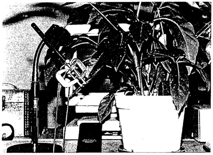 A simple lab setup for listening to the responses of plants. The electrodes clamped to the plant's leaf are connected to the biosensor device, which produces a rising and falling tone corresponding to the plant's response.