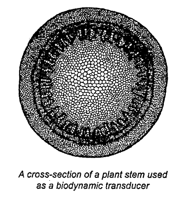 A cross-section of a plant stem used as a biodynamic transducer.