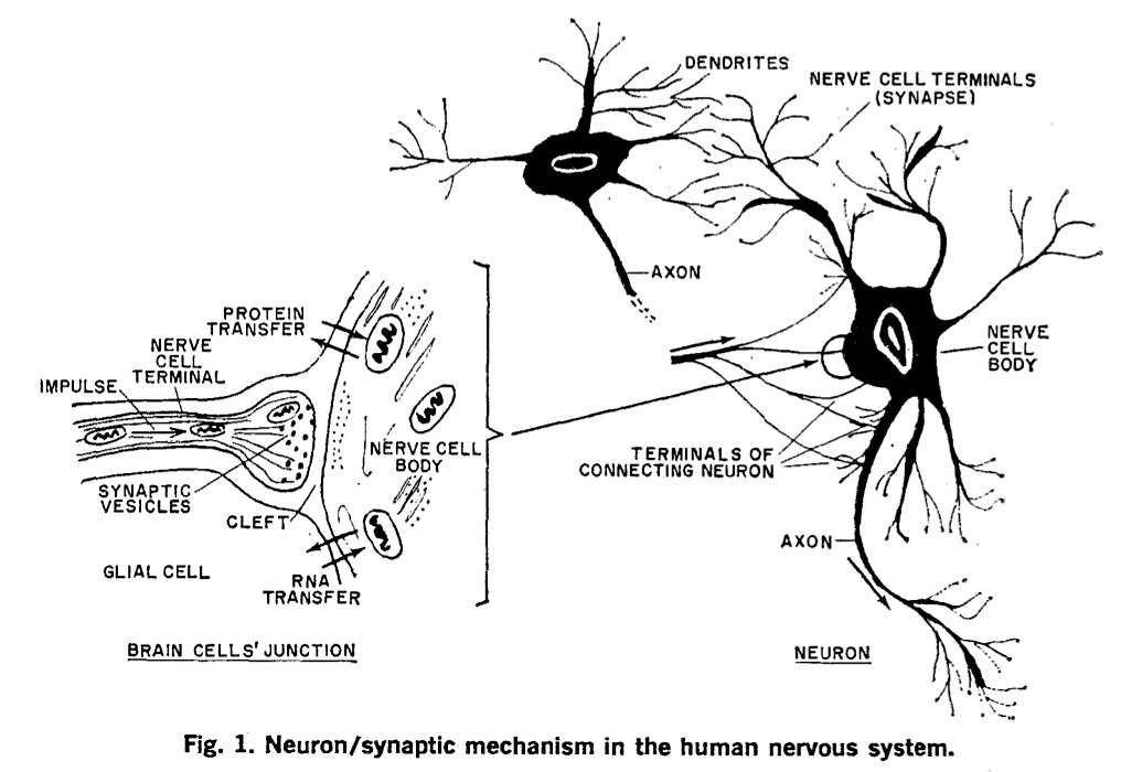 Fig. 1. Neuron/synaptic mechanism in the human nervous system.
