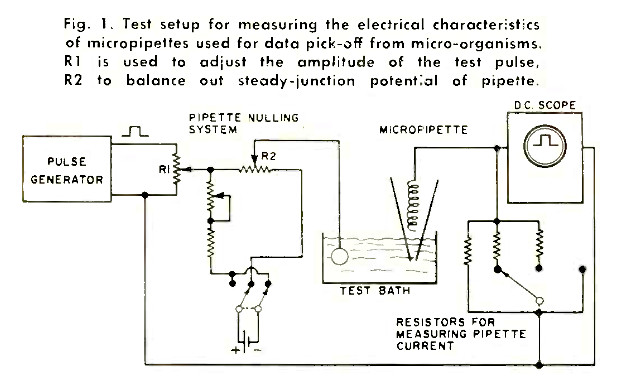Fig. 1. Test setup for measuring the electrical characteristics of micropippettes used for data pick-off from micro-organisms. R1 is used to adjust the amplitude of the test pulse. R2 to balance out steady-junction potential of pipette.