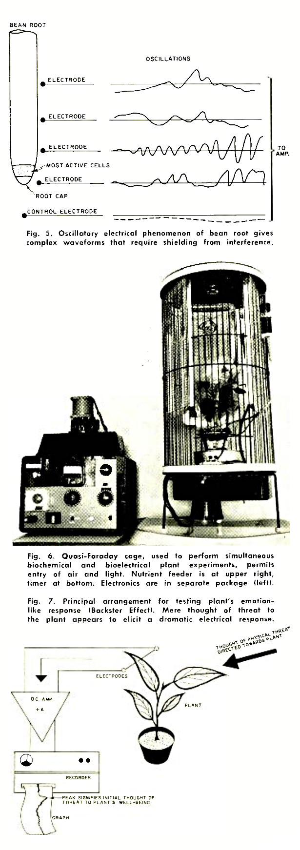 Fig. 5. Oscillatory electrical phenomenon of bean root gives complex waveforms that require shielding from interference. :: Fig. 6. Quasi-Faraday cage, used to perform simultaneous biochemical and bioelectrical plant experiments, permits entry of air and light. Nutrient feeder is at upper right, timer at bottom. Electronics are in separate package (left). :: Fig. 7. Principle arrangement for testing plant's emotion-like response (Backster Effect). Mere thought of threat to the plant appears to elicit a dramatic electrical response.