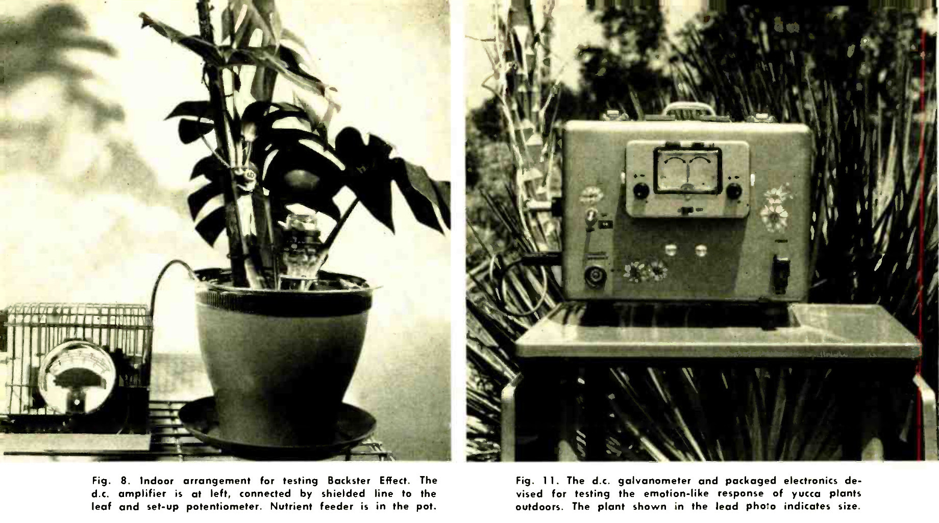 Fig. 8. Indoor arrangement for testing Backster Effect. The d.c. amplifier is at left, connected by shielded line to the leaf and set-up potentiometer. Nutrient feeder is in the pot. :: Fig. 11. The d.c. galvanometer and packaged electronics devised for testing the emotion-like response of yucca plants outdoors. The plant shown in the lead photo indicates size.